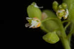 Roadside pennycress 